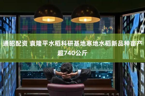 通昭配资 袁隆平水稻科研基地寒地水稻新品种亩产超740公斤